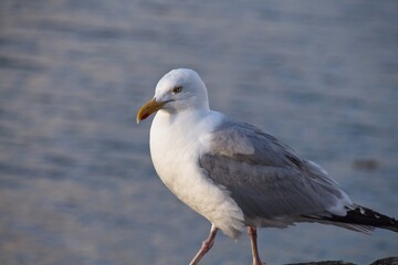 seagull on the beach