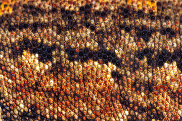 Close-up on a New Caledonia bumpy gecko skin, Rhacodactylus auri
