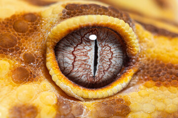 macro on a reptile eye, Leopard gecko, Eublepharis macularius