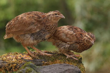 Two brown quails foraging on a rock overgrown with moss. This bird has the scientific name Coturnix coturnix.
