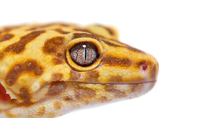 Side view of Leopard gecko close-up head, Eublepharis macularius
