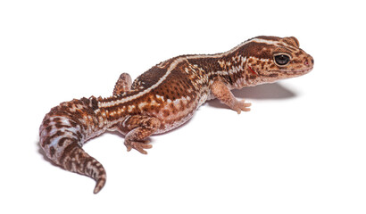 High view and rear view of an african fat-tailed gecko, Hemithec