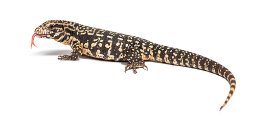 side view of a Argentine black and white tegu sniffing with its