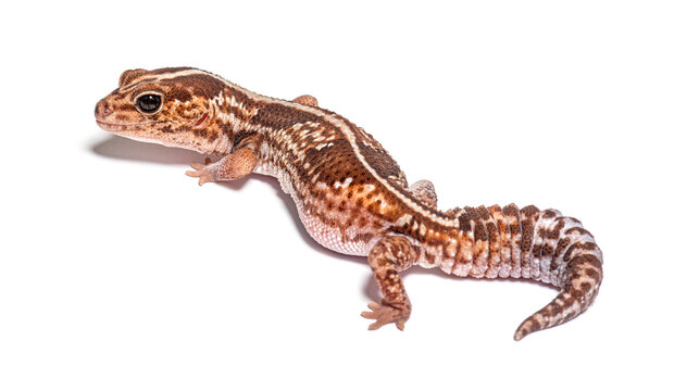 High view and rear view of an african fat-tailed gecko, Hemithec