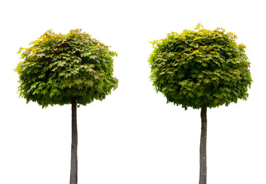 Zwei kugelf&ouml;rmig beschnittene Ahorn B&auml;ume isoliert mit transparentem Hintergrund