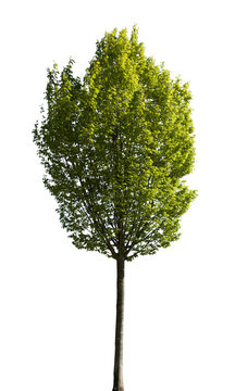 junge Buche Baum isoliert mit transparentem Hintergrund