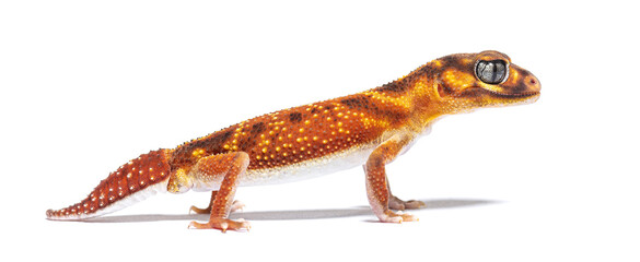 profile view of s Three-lined knob-tailed gecko, Nephrurus levis