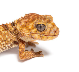 Head shot of a Centralian rough knob-tail gecko, Nephrurus amyae