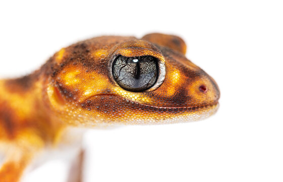 Head shot, close-up of a Three-lined knob-tailed gecko head, Nep