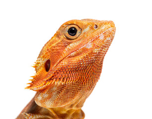 close-up on a Pogona head, agame barbu, isolated on white