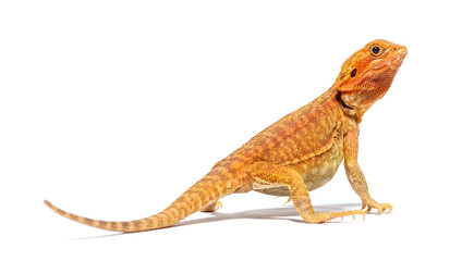 Back view of a Pogona looking up, agame barbu, isolated on white