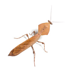 High view on a Deroplatys truncata is a dead