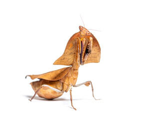Female dead leaf mantis deroplatys truncata, isolated on white