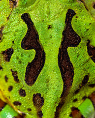 detail of the Argentine horned frog skin, Ceratophrys ornata, is