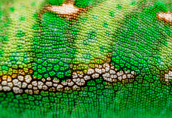 Macro, detail of a veiled chameleon skin and scales, Chamaeleo c