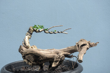 Bonsai or cultivation of  premna trees to mimic the shape and scale of full size ones