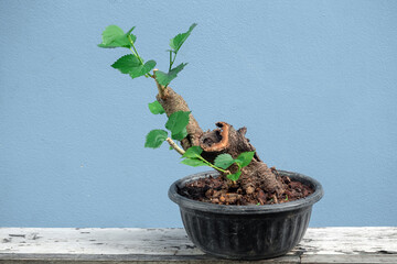 Mulberry, old wood brought to form a bonsai