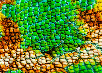 Macro, detail of a veiled chameleon skin and scales, Chamaeleo c © Eric Isselée
