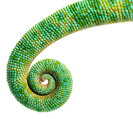 Fototapeten Tail of an veiled chameleon rolled up on itself, Chamaeleo calyp © Eric Isselée