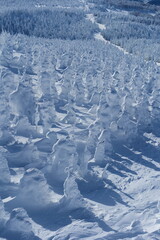 Fototapeta na wymiar 冬の蔵王国定公園。山形、日本。１月下旬。