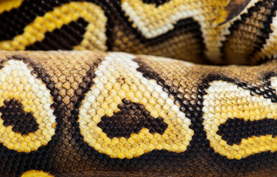 macro on Pastel AVC ball python scales, Python Regius, isolated