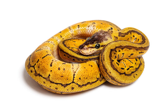 Lemon blast ball python, python r&eacute;gius, isolated on white