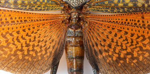 Detail of the wing of the giant red-winged grasshopper, lubber g