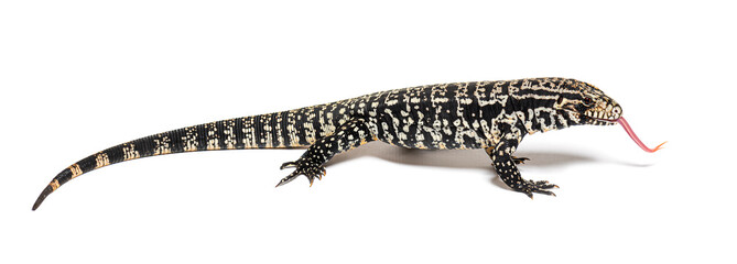 Fototapeta premium Profile view of Argentine black and white tegu sniffing with its