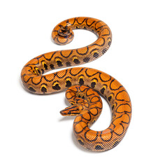 Rainbow boa, Epicrates cenchria, isolated on white