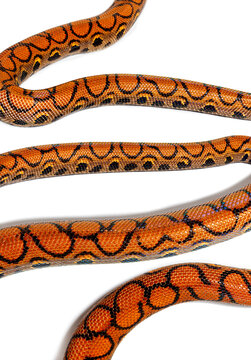 High view of Rainbow boa snake body, Epicrates cenchria, isolate