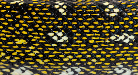 Close-up on Diamond python scales, snake, Morelia spilota spilot