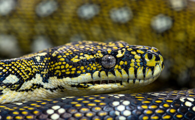 Head shot of a Diamond python, Morelia spilota spilota