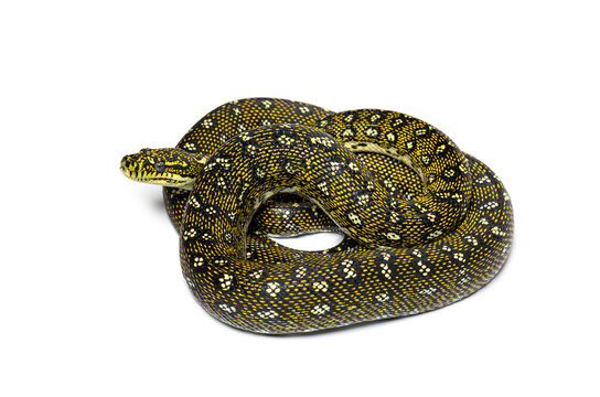 Diamond python, Morelia spilota spilota, isolated on white