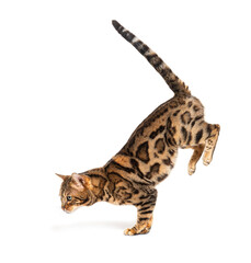 Side view of a Bengal cat jumping down, isolated on white © Eric Isselée