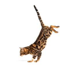 Side view of a Bengal cat jumping down, isolated on white