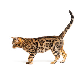 Side view of a Bengal cat walking, isolated on white