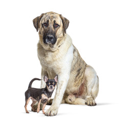 Fototapeta premium Transmontano Mastiff and a chihuahua standing together, isolated