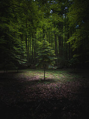 Pequeño árbol solitario