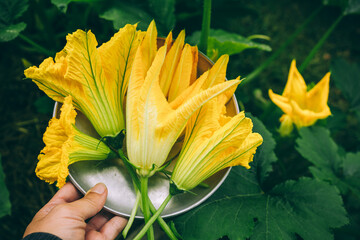 Zucchini or courgette flowers. Farmer holding freshly harvest Zucchini  flowers