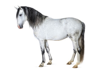Obraz na płótnie Canvas White lusitano horse standing in front, side view, isolated on w