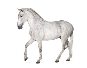 profile of a White lusitano horse walking, isolated on white