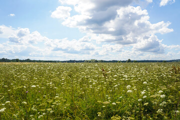 Summer meadow with high grass and flowers and blue sky with white clouds, countryside landscape