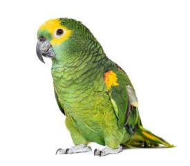 Blue-fronted parrot, Amazona aestiva, Isolated on white