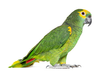 Blue-fronted parrot, Amazona aestiva, Isolated on white