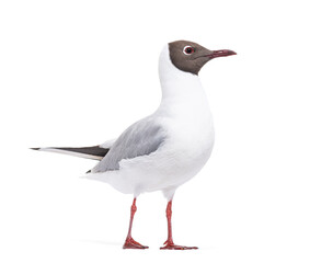 Fototapeta premium Adult summer plumage, black-headed gull, Chroicocephalus ridibundus, isolated on white