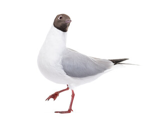 Obraz premium Adult summer plumage, black-headed gull, Chroicocephalus ridibundus, isolated on white