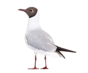 Adult summer plumage, black-headed gull, Chroicocephalus ridibundus, isolated on white
