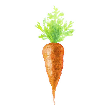 Watercolor fresh carrot with green leaves isolated on white background.