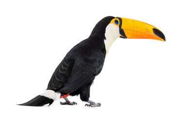 Toucan toco, Ramphastos toco, isolated on white