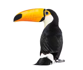 Photo sur Aluminium Toucan Vue arrière d& 39 un toco Toucan, toco Ramphastos, isolé sur blanc